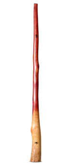 Tristan O'Meara Didgeridoo (TM404)